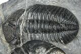 Two Huge Phacopid (Drotops) Trilobite - Issoumour, Morocco #365712-2